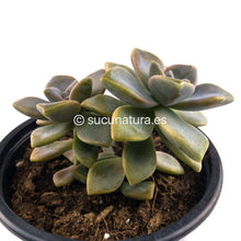 Cargar imagen en el visor de la galería, Graptoveria Titubans (NO Variegada) - ø 10.5 cm - Sucunatura. Plantas crassulas como echeveria, kalanchoe, sedum, sempervivum, graptoveria y aeonium.
