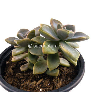 Graptoveria Titubans (NO Variegada) - ø 10.5 cm - Sucunatura. Plantas crassulas como echeveria, kalanchoe, sedum, sempervivum, graptoveria y aeonium.