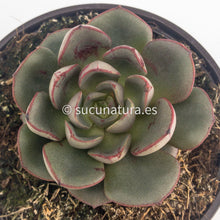 Load image into Gallery viewer, Echeveria Moranii - ø 10.5 cm - Sucunatura. Plantas crassulas como echeveria, kalanchoe, sedum, sempervivum, graptoveria y aeonium.
