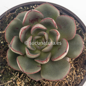 Echeveria Moranii - ø 10.5 cm - Sucunatura. Plantas crassulas como echeveria, kalanchoe, sedum, sempervivum, graptoveria y aeonium.