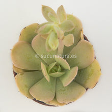 Load image into Gallery viewer, Echeveria Lola - ø 5.5 cm - Sucunatura. Plantas crassulas como echeveria, kalanchoe, sedum, sempervivum, graptoveria y aeonium.
