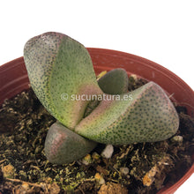 Load image into Gallery viewer, Pleiospilos Bolusii- ø 10.5 cm - Sucunatura. Plantas crassulas como echeveria, kalanchoe, sedum, sempervivum, graptoveria y aeonium.
