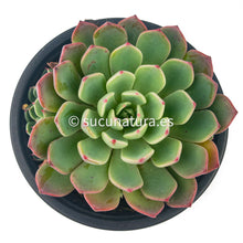 Load image into Gallery viewer, Echeveria Chihuahuensis Ruby Blush - ø 10.5 cm - Sucunatura. Plantas crassulas como echeveria, kalanchoe, sedum, sempervivum, graptoveria y aeonium.
