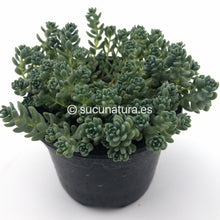 Cargar imagen en el visor de la galería, Sedum Dasyphyllum (mayor) - ø 10.5 cm - Sucunatura. Plantas crassulas como echeveria, kalanchoe, sedum, sempervivum, graptoveria y aeonium.
