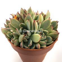 Cargar imagen en el visor de la galería, Echeveria Chihuahuensis form bouquet- ø 14 cm - Sucunatura. Plantas crassulas como echeveria, kalanchoe, sedum, sempervivum, graptoveria y aeonium.
