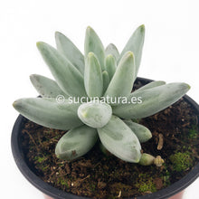 Load image into Gallery viewer, Pequeña Joya o Pachyphytum Compactum - ø 10.5 cm - Sucunatura. Plantas crassulas como echeveria, kalanchoe, sedum, sempervivum, graptoveria y aeonium.
