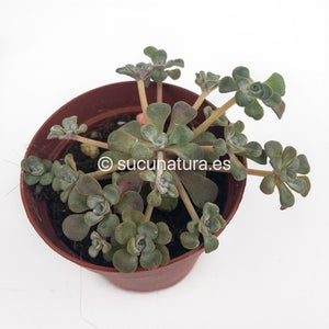 Sedum Spathulifolium (cape blanco) - ø 5.5 cm - Sucunatura. Plantas crassulas como echeveria, kalanchoe, sedum, sempervivum, graptoveria y aeonium.