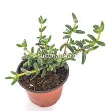 Cargar imagen en el visor de la galería, Delosperma Echinatum - ø 10.5 cm - Sucunatura. Plantas crassulas como echeveria, kalanchoe, sedum, sempervivum, graptoveria y aeonium.
