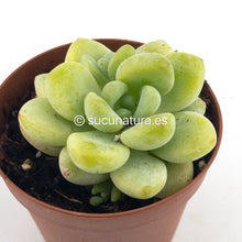 Cargar imagen en el visor de la galería, Sedum Clavatum - ø 5.5 cm - Sucunatura. Plantas crassulas como echeveria, kalanchoe, sedum, sempervivum, graptoveria y aeonium.
