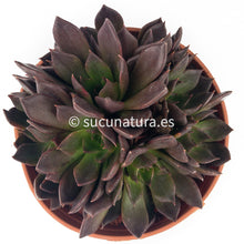 Load image into Gallery viewer, Black Prince form bouquet - ø 14 cm - Sucunatura. Plantas crassulas como echeveria, kalanchoe, sedum, sempervivum, graptoveria y aeonium.
