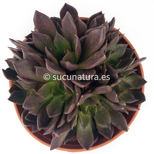 Black Prince form bouquet - ø 14 cm - Sucunatura. Plantas crassulas como echeveria, kalanchoe, sedum, sempervivum, graptoveria y aeonium.