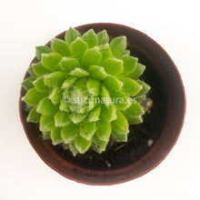 Cargar imagen en el visor de la galería, Sempervivum arachnoideum - ø 5.5 cm - Sucunatura. Plantas crassulas como echeveria, kalanchoe, sedum, sempervivum, graptoveria y aeonium.
