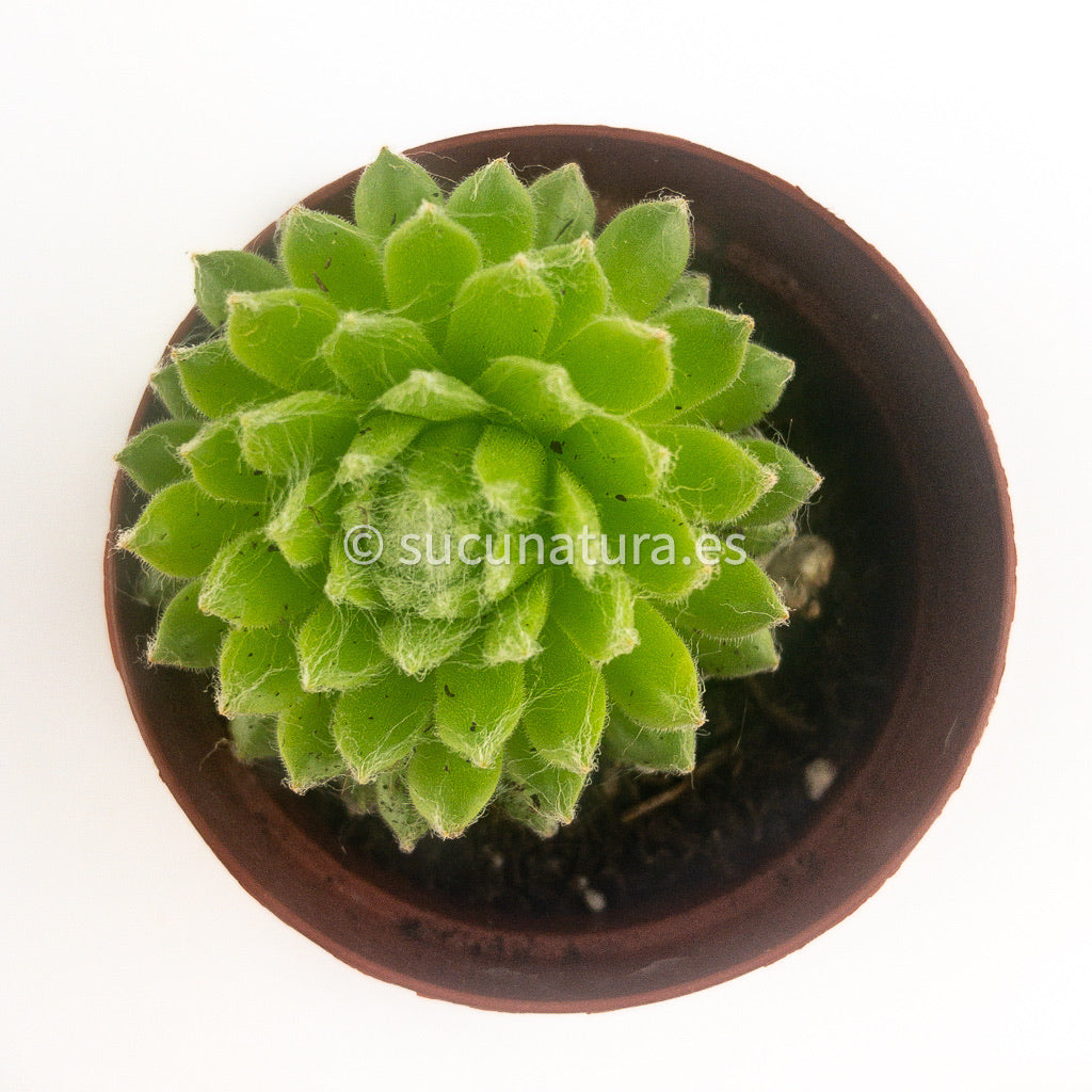 Sempervivum arachnoideum - ø 5.5 cm - Sucunatura. Plantas crassulas como echeveria, kalanchoe, sedum, sempervivum, graptoveria y aeonium.