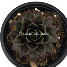 Cargar imagen en el visor de la galería, Sempervivum Rusbyi - 10.5 ø cm - Sucunatura. Plantas crassulas como echeveria, kalanchoe, sedum, sempervivum, graptoveria y aeonium.
