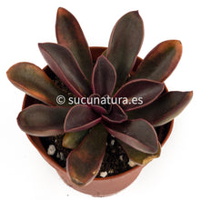 Cargar imagen en el visor de la galería, Echeveria Racemosa - ø 10.5 cm - Sucunatura. Plantas crassulas como echeveria, kalanchoe, sedum, sempervivum, graptoveria y aeonium.
