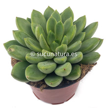 Load image into Gallery viewer, Echeveria Emiria- ø 12 cm - Sucunatura. Plantas crassulas como echeveria, kalanchoe, sedum, sempervivum, graptoveria y aeonium.
