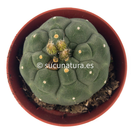 Matucana Madisoniorum Albiflora - ø 8.5 cm - Sucunatura. Plantas crassulas como echeveria, kalanchoe, sedum, sempervivum, graptoveria y aeonium.