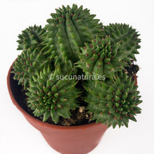 Cargar imagen en el visor de la galería, Euphorbia Susannae - ø 10.5 cm - Sucunatura. Plantas crassulas como echeveria, kalanchoe, sedum, sempervivum, graptoveria y aeonium.
