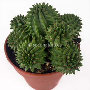 Euphorbia Susannae - ø 10.5 cm - Sucunatura. Plantas crassulas como echeveria, kalanchoe, sedum, sempervivum, graptoveria y aeonium.