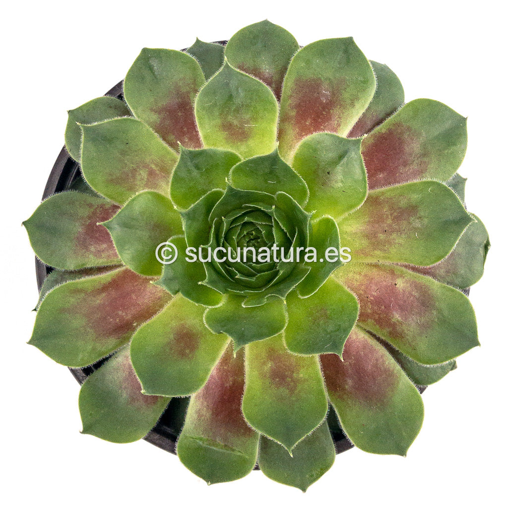 Sempervivum BigSam Rhubarb Splash - ø 10.5 cm - Sucunatura. Plantas crassulas como echeveria, kalanchoe, sedum, sempervivum, graptoveria y aeonium.