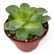 Cargar imagen en el visor de la galería, Greenovia Diplocyclum - ø 10.5 cm - Sucunatura. Plantas crassulas como echeveria, kalanchoe, sedum, sempervivum, graptoveria y aeonium.
