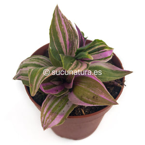 Callisia Repens Pink Panter - ø 5.5 cm - Sucunatura. Plantas crassulas como echeveria, kalanchoe, sedum, sempervivum, graptoveria y aeonium.