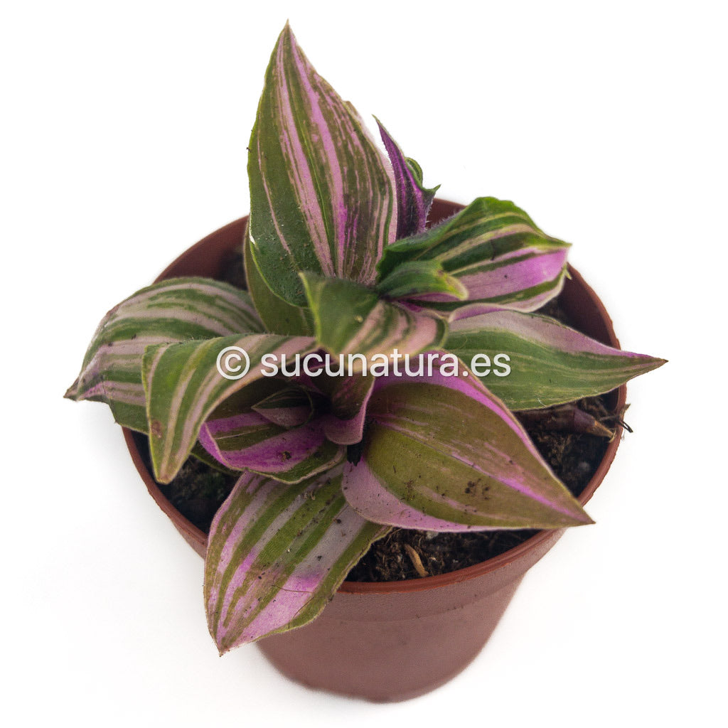 Callisia Repens Pink Panter - ø 5.5 cm - Sucunatura. Plantas crassulas como echeveria, kalanchoe, sedum, sempervivum, graptoveria y aeonium.