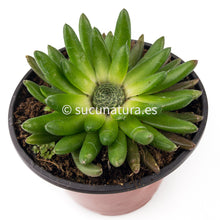 Load image into Gallery viewer, Orostachys Spinosa Himalaya - ø 10.5 cm - Sucunatura. Plantas crassulas como echeveria, kalanchoe, sedum, sempervivum, graptoveria y aeonium.
