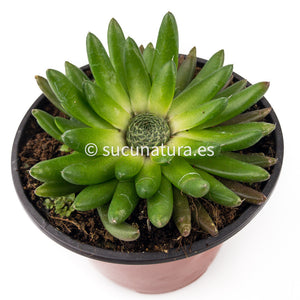 Orostachys Spinosa Himalaya - ø 10.5 cm - Sucunatura. Plantas crassulas como echeveria, kalanchoe, sedum, sempervivum, graptoveria y aeonium.