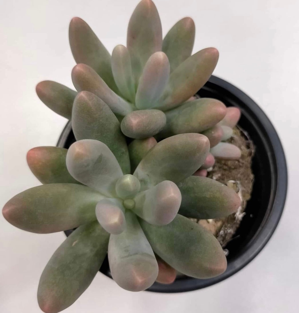 Pachyphytum Fittkaui - ø 10.5 cm - Sucunatura. Plantas crassulas como echeveria, kalanchoe, sedum, sempervivum, graptoveria y aeonium.