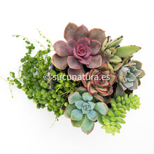 Load image into Gallery viewer, Kit África - Sucunatura. Plantas crassulas como echeveria, kalanchoe, sedum, sempervivum, graptoveria y aeonium.
