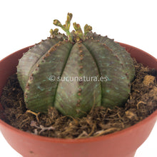 Load image into Gallery viewer, Euphorbia Obesa - ø 8.5 cm - Sucunatura. Plantas crassulas como echeveria, kalanchoe, sedum, sempervivum, graptoveria y aeonium.
