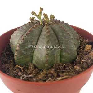 Euphorbia Obesa - ø 8.5 cm - Sucunatura. Plantas crassulas como echeveria, kalanchoe, sedum, sempervivum, graptoveria y aeonium.