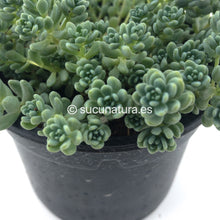 Cargar imagen en el visor de la galería, Sedum Dasyphyllum (mayor) - ø 10.5 cm - Sucunatura. Plantas crassulas como echeveria, kalanchoe, sedum, sempervivum, graptoveria y aeonium.
