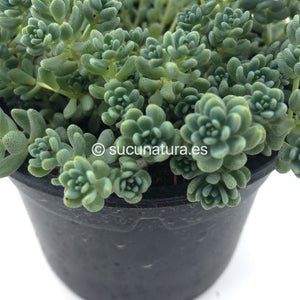 Sedum Dasyphyllum (mayor) - ø 10.5 cm - Sucunatura. Plantas crassulas como echeveria, kalanchoe, sedum, sempervivum, graptoveria y aeonium.