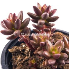 Cargar imagen en el visor de la galería, Sedum Jet Beads - ø 10.5 cm - Sucunatura. Plantas crassulas como echeveria, kalanchoe, sedum, sempervivum, graptoveria y aeonium.
