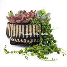 Load image into Gallery viewer, Kit África - Sucunatura. Plantas crassulas como echeveria, kalanchoe, sedum, sempervivum, graptoveria y aeonium.
