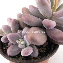 Load image into Gallery viewer, Pachyphytum Oviferum - ø 10.5 cm - Sucunatura. Plantas crassulas como echeveria, kalanchoe, sedum, sempervivum, graptoveria y aeonium.
