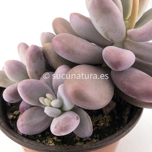 Pachyphytum Oviferum - ø 10.5 cm - Sucunatura. Plantas crassulas como echeveria, kalanchoe, sedum, sempervivum, graptoveria y aeonium.