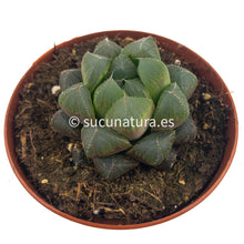 Load image into Gallery viewer, Haworthia Cooperi var. Obtusa - ø 8.5 cm - Sucunatura. Plantas crassulas como echeveria, kalanchoe, sedum, sempervivum, graptoveria y aeonium.
