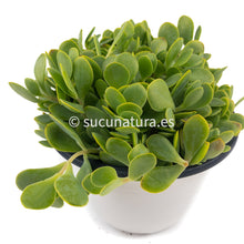 Cargar imagen en el visor de la galería, Kalanchoe Rotundifolia - ø 10.5 cm - Sucunatura. Plantas crassulas como echeveria, kalanchoe, sedum, sempervivum, graptoveria y aeonium.
