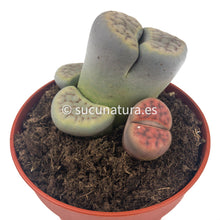 Load image into Gallery viewer, Lithops - ø 8.5 cm - Sucunatura. Plantas crassulas como echeveria, kalanchoe, sedum, sempervivum, graptoveria y aeonium.
