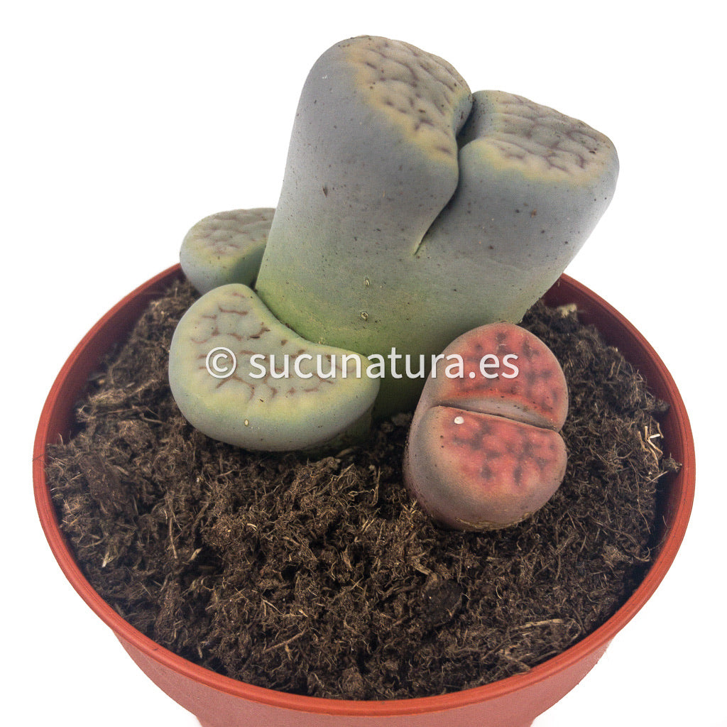 Lithops - ø 8.5 cm - Sucunatura. Plantas crassulas como echeveria, kalanchoe, sedum, sempervivum, graptoveria y aeonium.