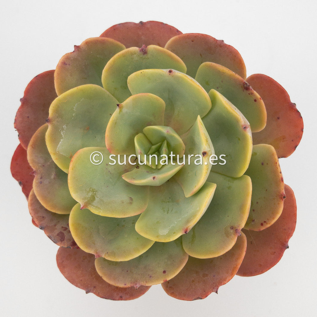 Echeveria loves light - ø 8.5 cm - Sucunatura. Plantas crassulas como echeveria, kalanchoe, sedum, sempervivum, graptoveria y aeonium.