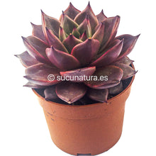 Load image into Gallery viewer, Echeveria Agavoides Taurus - ø 8.5 cm - Sucunatura. Plantas crassulas como echeveria, kalanchoe, sedum, sempervivum, graptoveria y aeonium.
