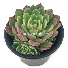 Cargar imagen en el visor de la galería, Echeveria Chihuahuensis Ruby Blush - ø 10.5 cm - Sucunatura. Plantas crassulas como echeveria, kalanchoe, sedum, sempervivum, graptoveria y aeonium.
