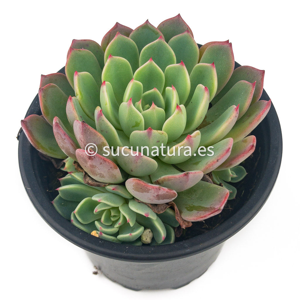 Echeveria Chihuahuensis Ruby Blush - ø 10.5 cm - Sucunatura. Plantas crassulas como echeveria, kalanchoe, sedum, sempervivum, graptoveria y aeonium.