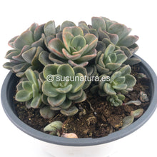 Load image into Gallery viewer, Echeveria Orpet form bouquet- ø 14 cm - Sucunatura. Plantas crassulas como echeveria, kalanchoe, sedum, sempervivum, graptoveria y aeonium.
