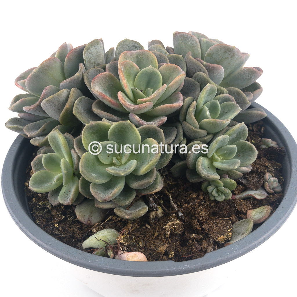 Echeveria Orpet form bouquet- ø 14 cm - Sucunatura. Plantas crassulas como echeveria, kalanchoe, sedum, sempervivum, graptoveria y aeonium.