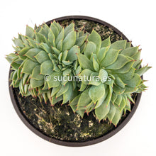 Cargar imagen en el visor de la galería, Echeveria Kirov Cristata - ø 10.5 cm - Sucunatura. Plantas crassulas como echeveria, kalanchoe, sedum, sempervivum, graptoveria y aeonium.
